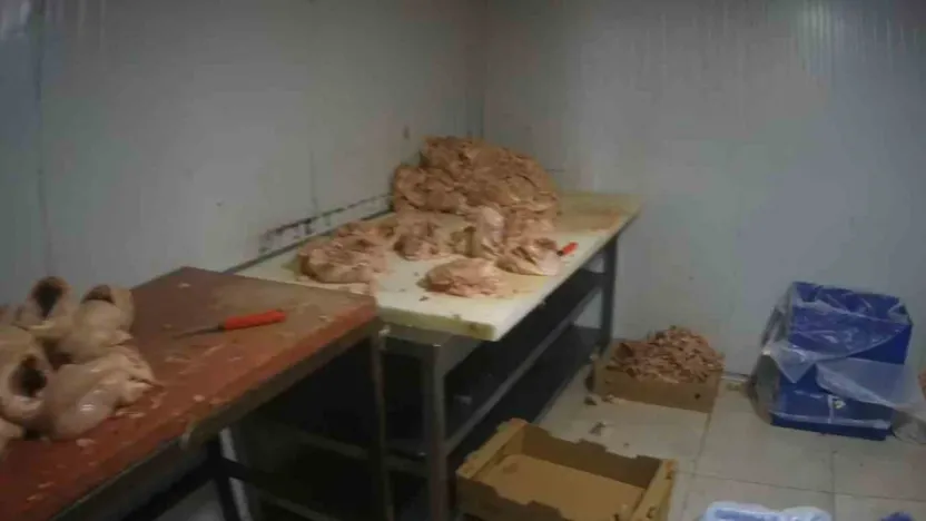 Kocaeli'de merdiven altı tavuk parçalama tesisine suçüstü