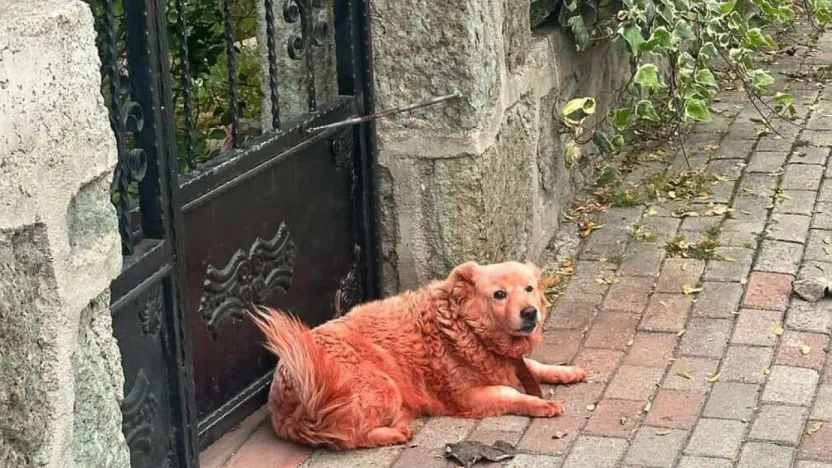 Köpekleri boyayan kim?