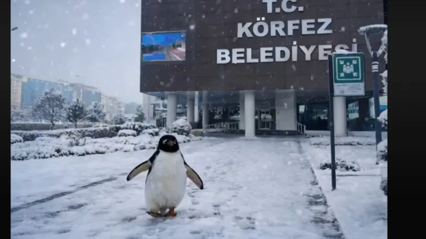 Siyasette penguen savaşı