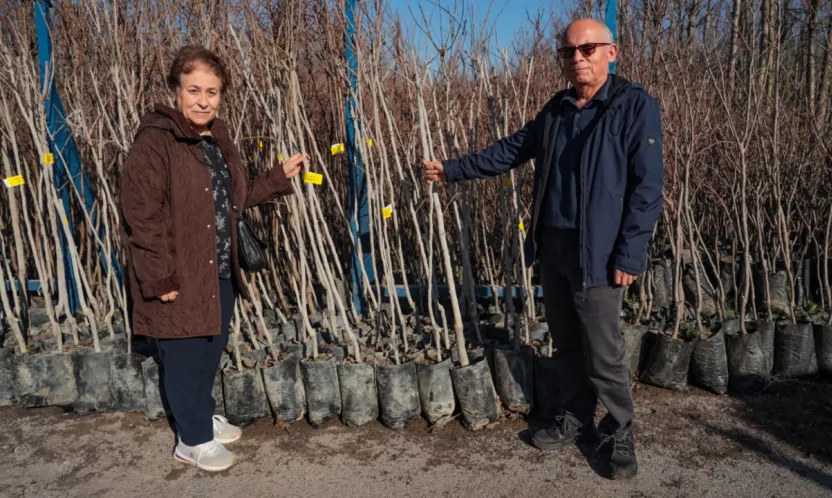 3.600 Trabzon hurması fidanı dağıtılacak