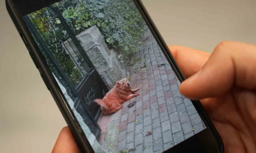 Boyalı köpekler merak uyandırdı