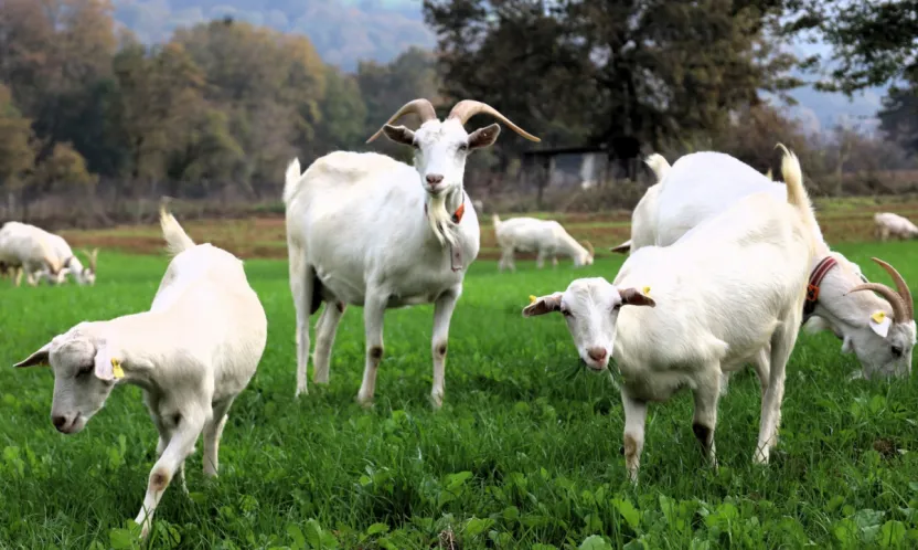 Burası Alpler değil, tarım kenti Kocaeli