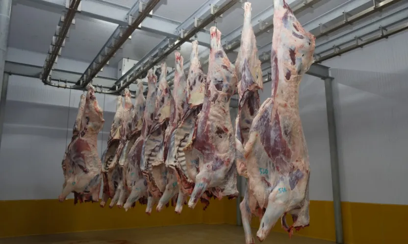 Büyükşehir Mezbahası'nda hijyenik ve helal kesim