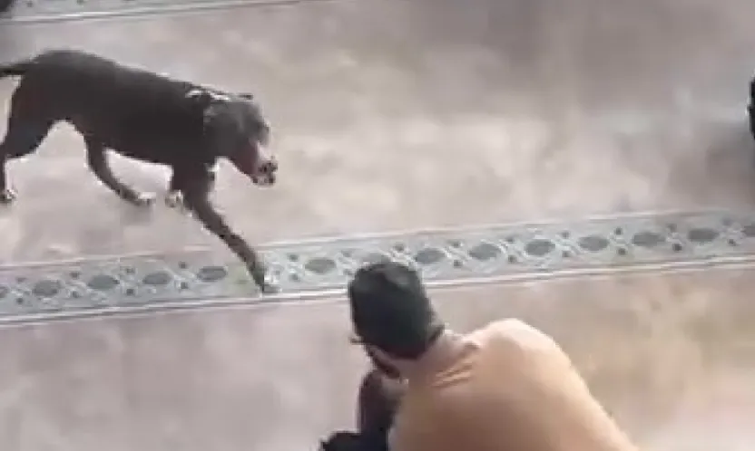 Camiye giren pitbull yakalandı, sahibine işlem yapıldı