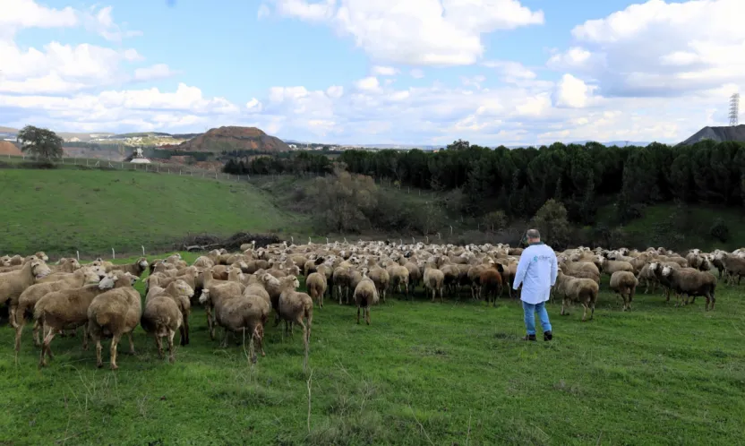 Damızlık koç desteği kuzulama oranlarında artış sağladı