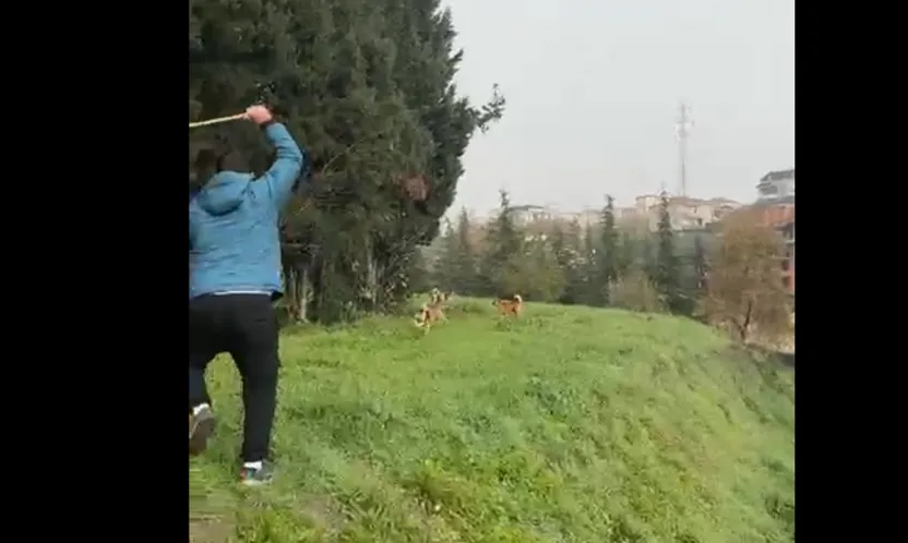 Derince'de büyük ihmal: Sokak köpekleri terör estiriyor, çocuklar tehlike altında!