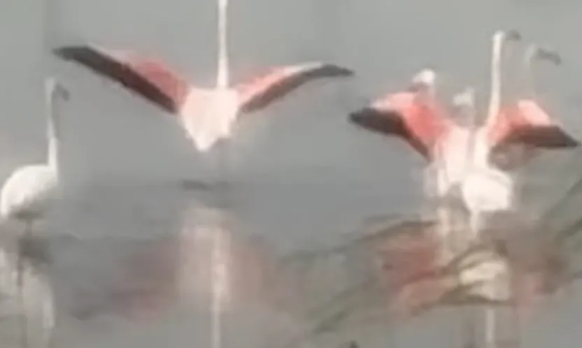 Flamingolar Körfez'de