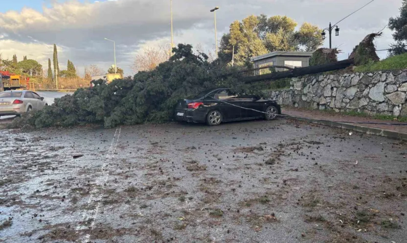 Gebze'de fırtınada iki otomobilin üzerine ağaç devrildi