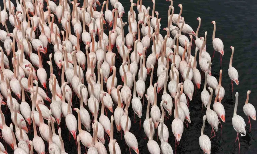 İzmit Körfezi'nde allı turna güzelliği