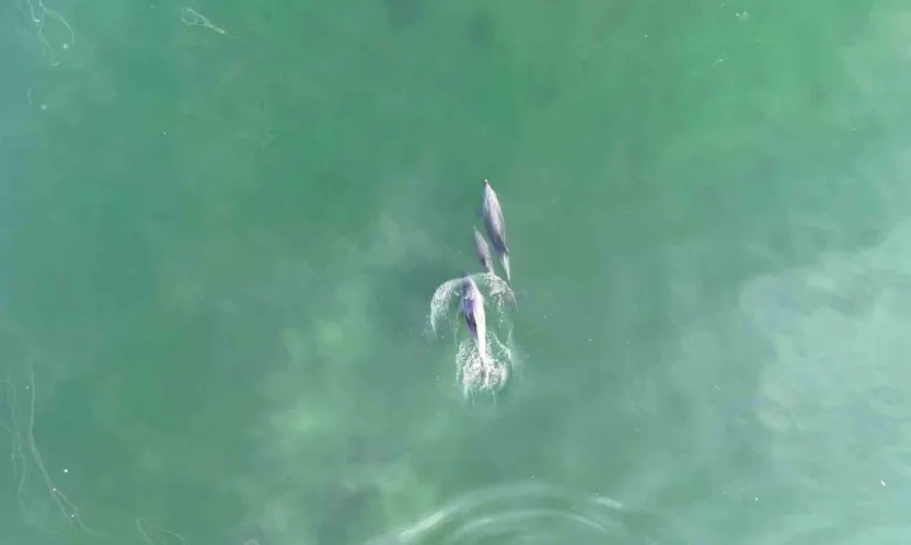 İzmit Körfezi'nde yunusların muhteşem dansı