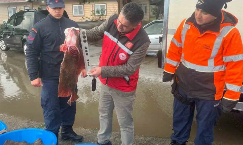 Kocaeli'de kaçak av operasyonu!