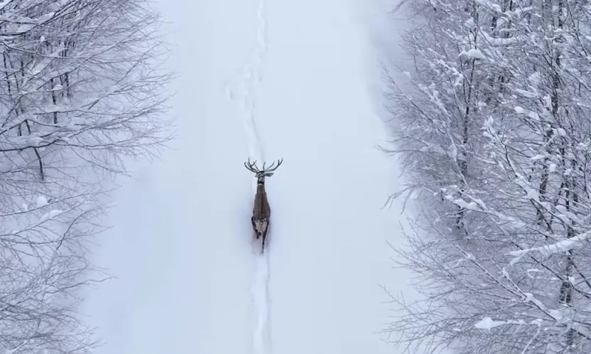 Karların arasında süzülen kızıl geyik havadan görüntülendi