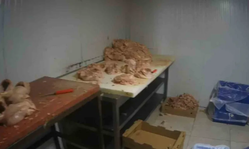 Kocaeli'de merdiven altı tavuk parçalama tesisine suçüstü