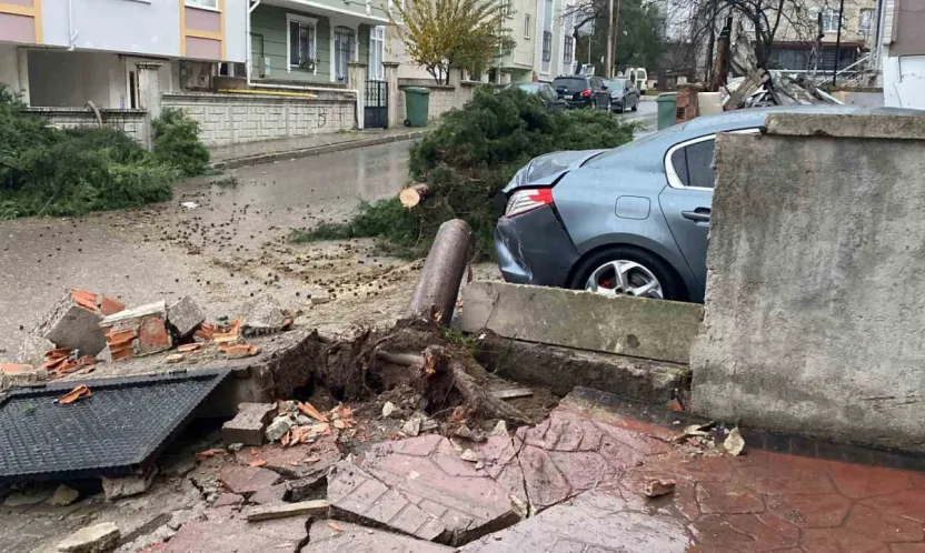 Kocaeli'de şiddetli rüzgar 12 metrelik ağacı devirdi: Yol trafiğe kapandı