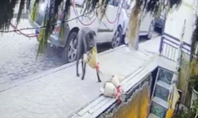 Kokina hırsızı sevimli köpek kameraya yakalandı