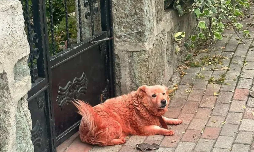 Köpekleri boyayan kim?