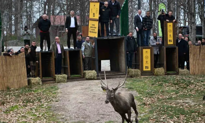 Kuzuyayla'nın GPS'li geyikleri