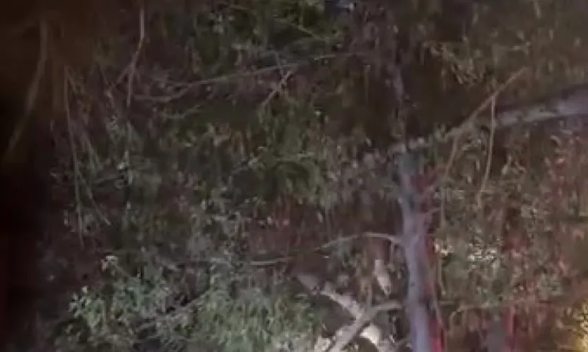 Topunu almak için çıktığı ağaçtan inemeyen çocuğun yardımına itfaiye yetişti